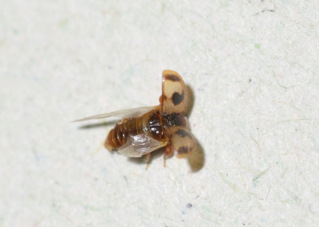 Coccinella: cfr. Nephus kiesenwetteri